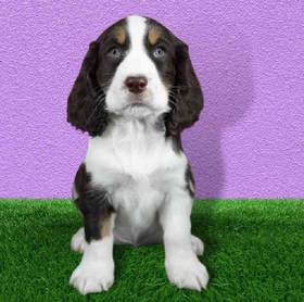 English Springer Spaniel
