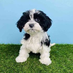 Havanese