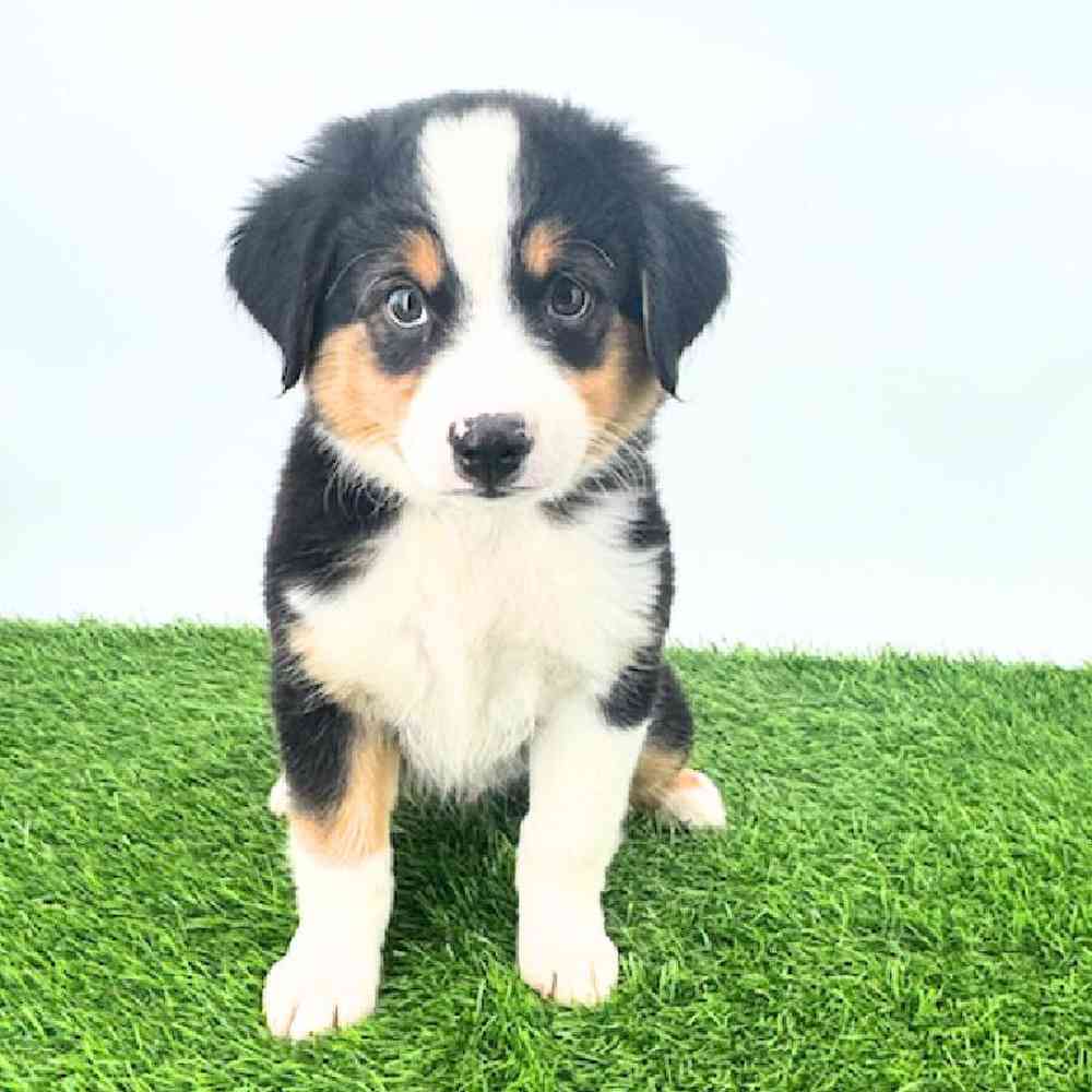 pet breed image
