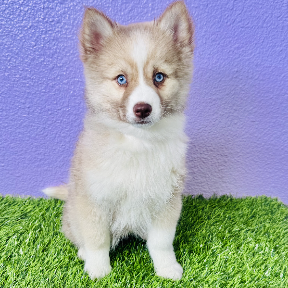 pet breed image