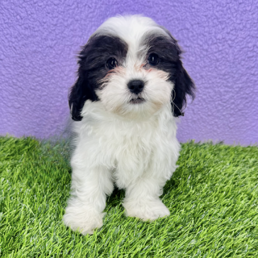 pet breed image