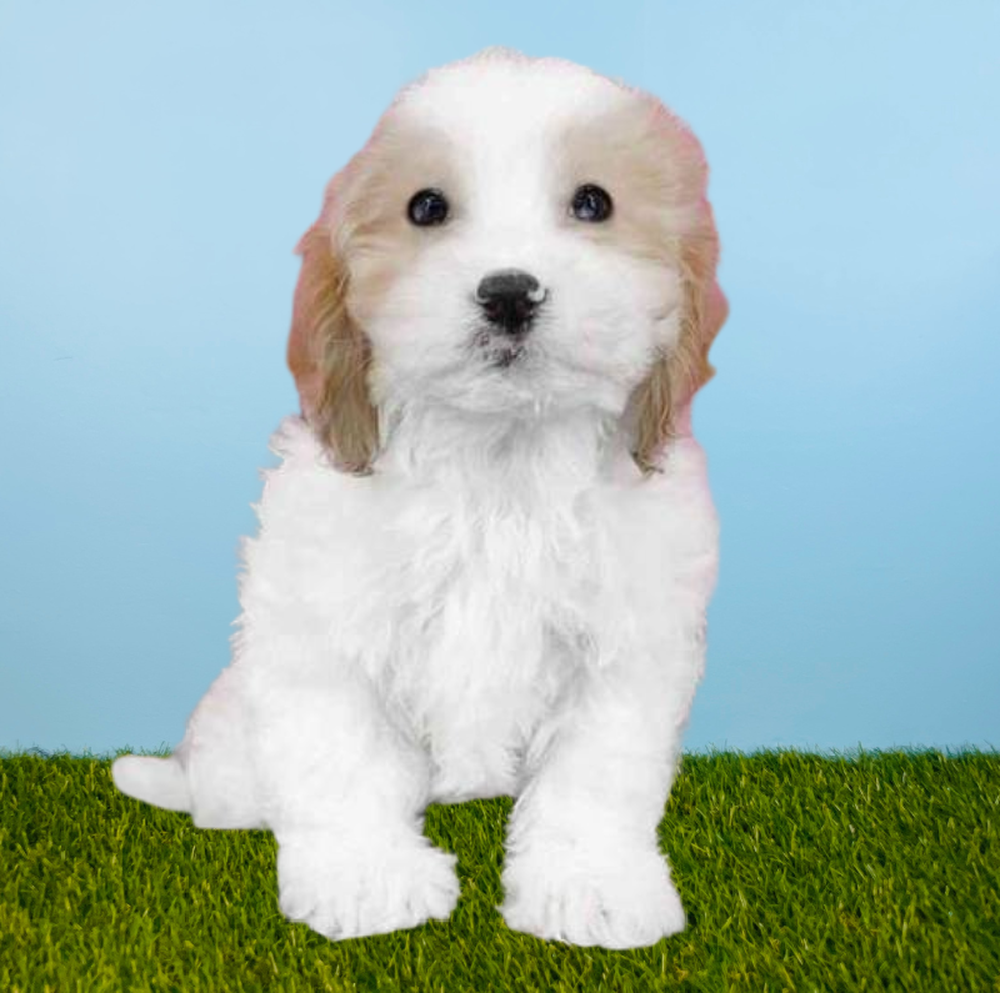 Male Cavachon Puppy for Sale in Meridian, ID