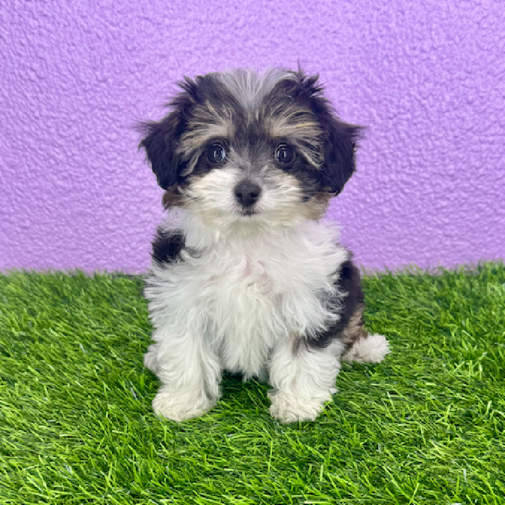 pet breed image