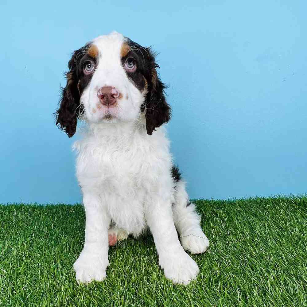 Male English Springer Spaniel Puppy for sale