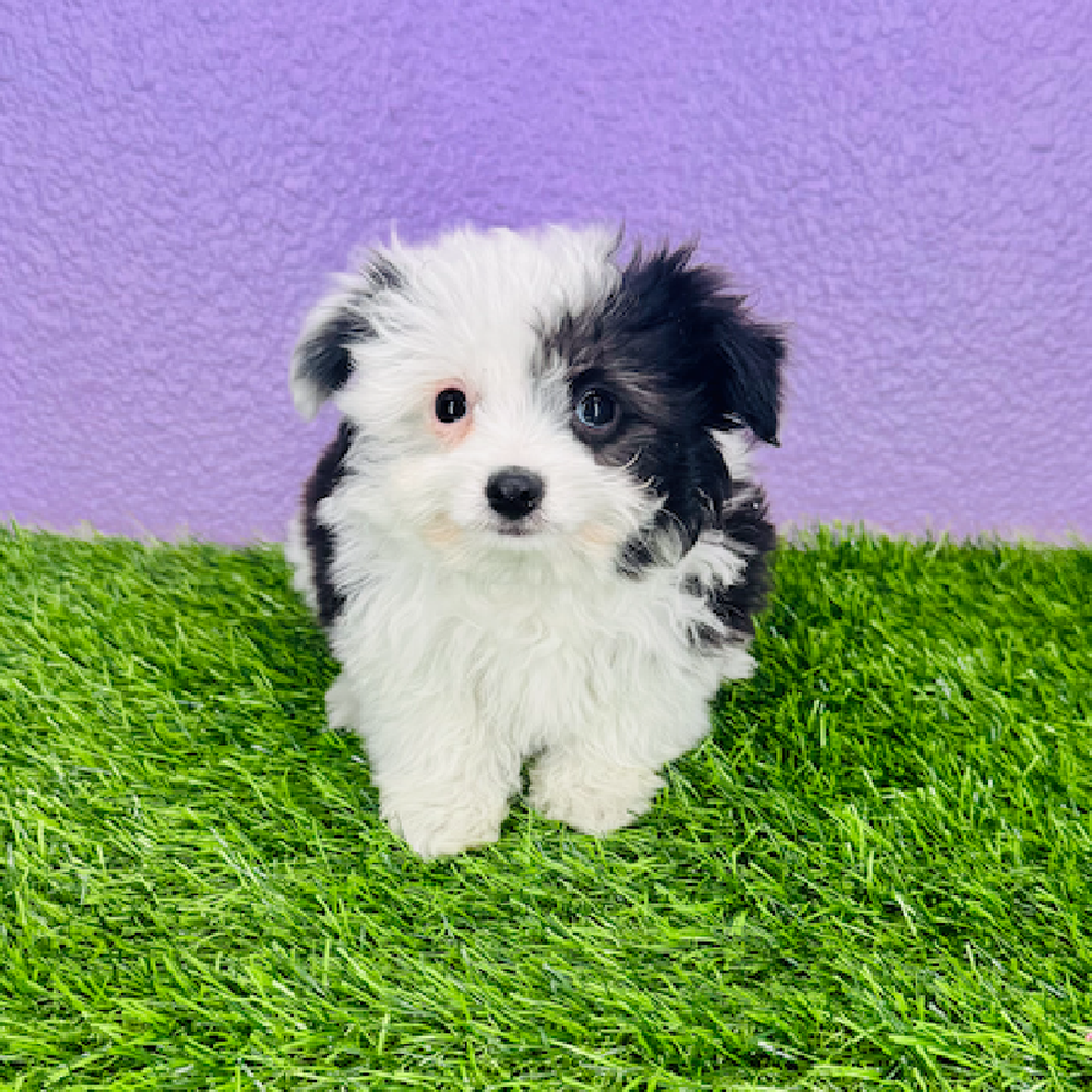 pet breed image