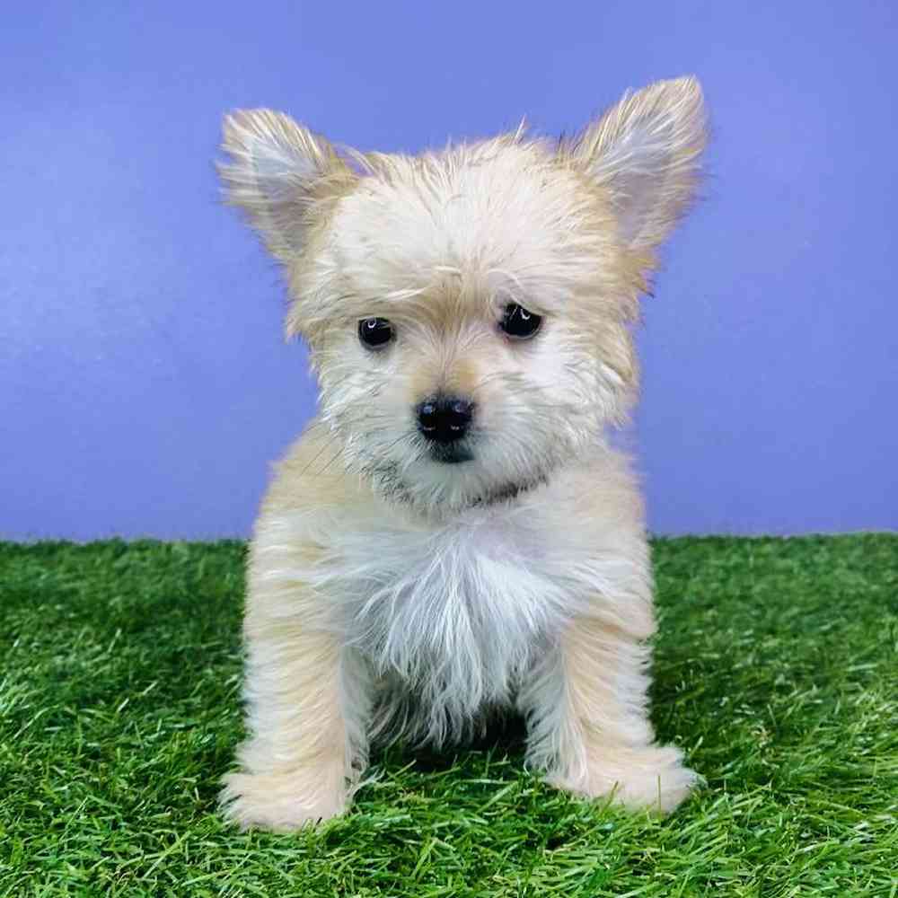 Male Morkie Puppy for sale