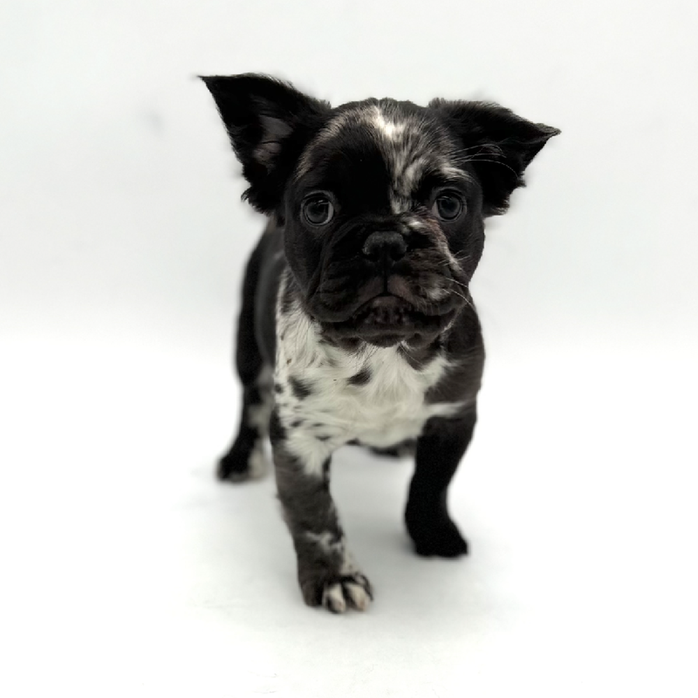 Male French Bulldog Puppy for Sale in Puyallup, WA