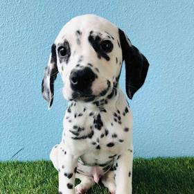 Dalmatian