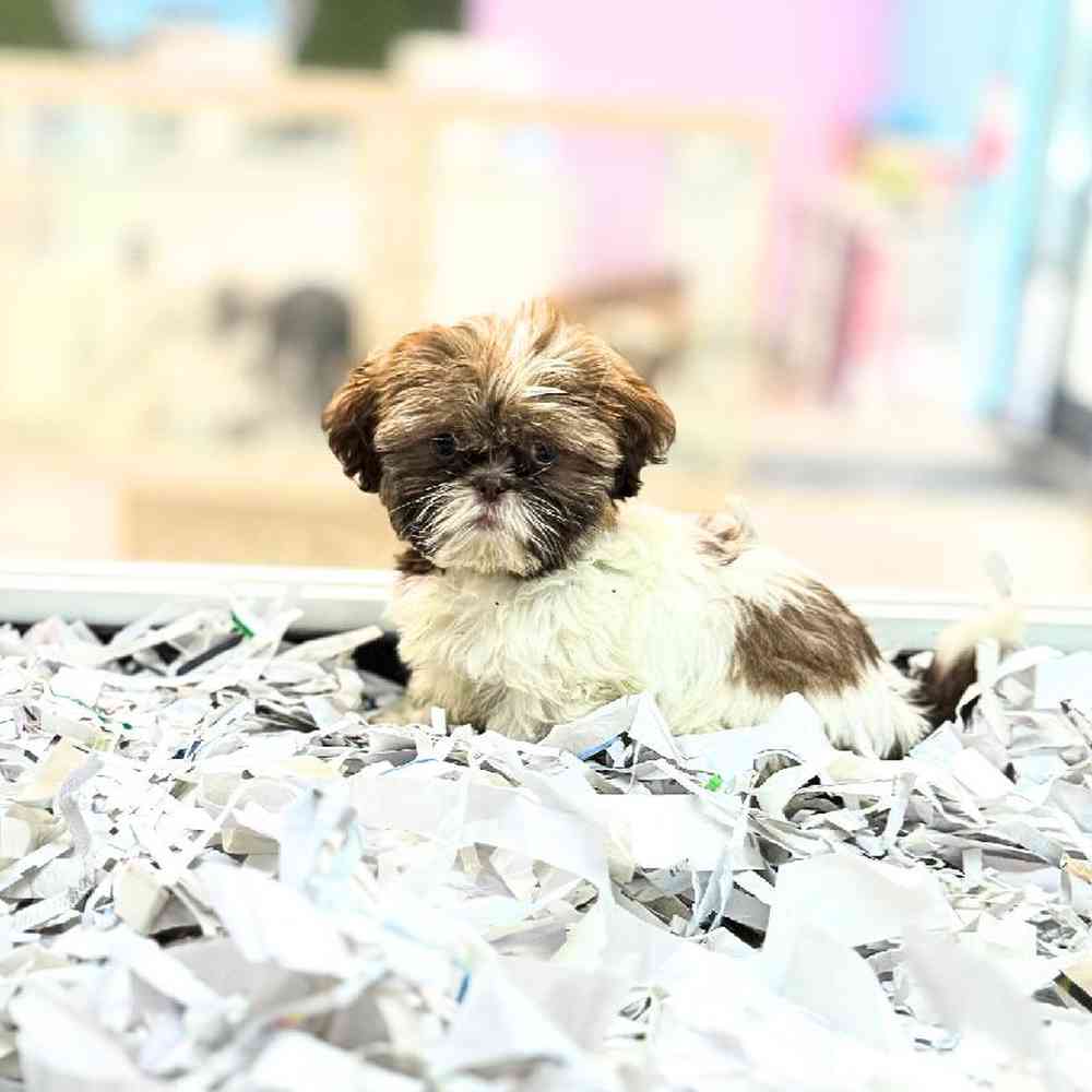carousel pet images