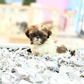Shih Tzu