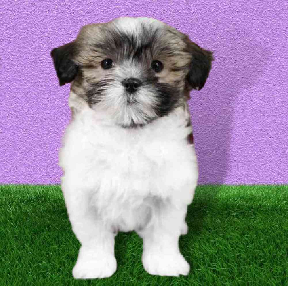 Malshi Puppies for Sale Puyallup