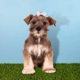 Mini Schnauzer
