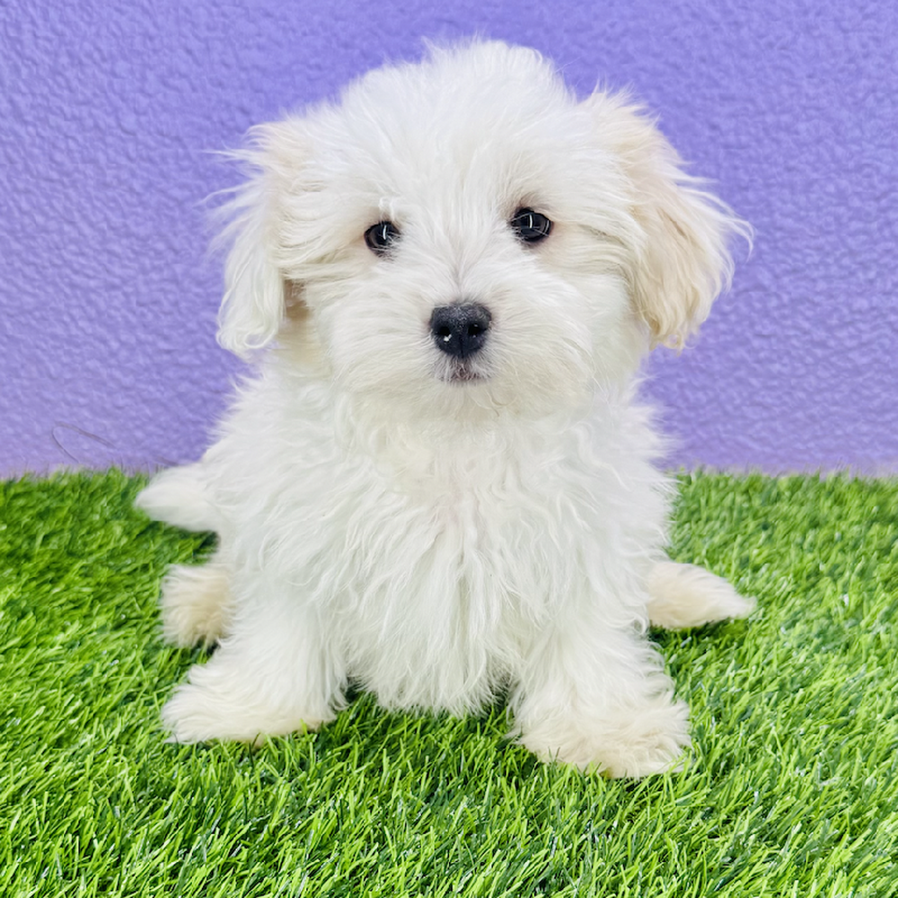 pet breed image