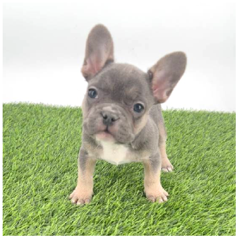 pet breed image