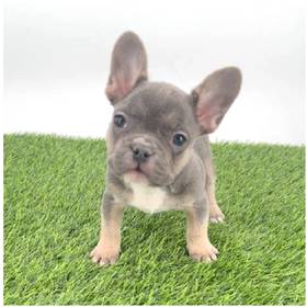 French Bulldog