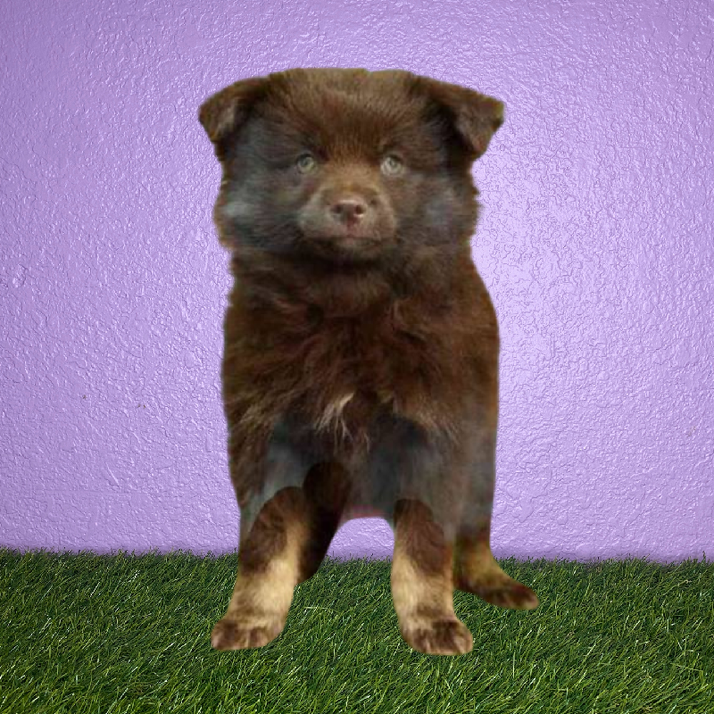 Male Pomsky Puppy for Sale in Pasadena, TX