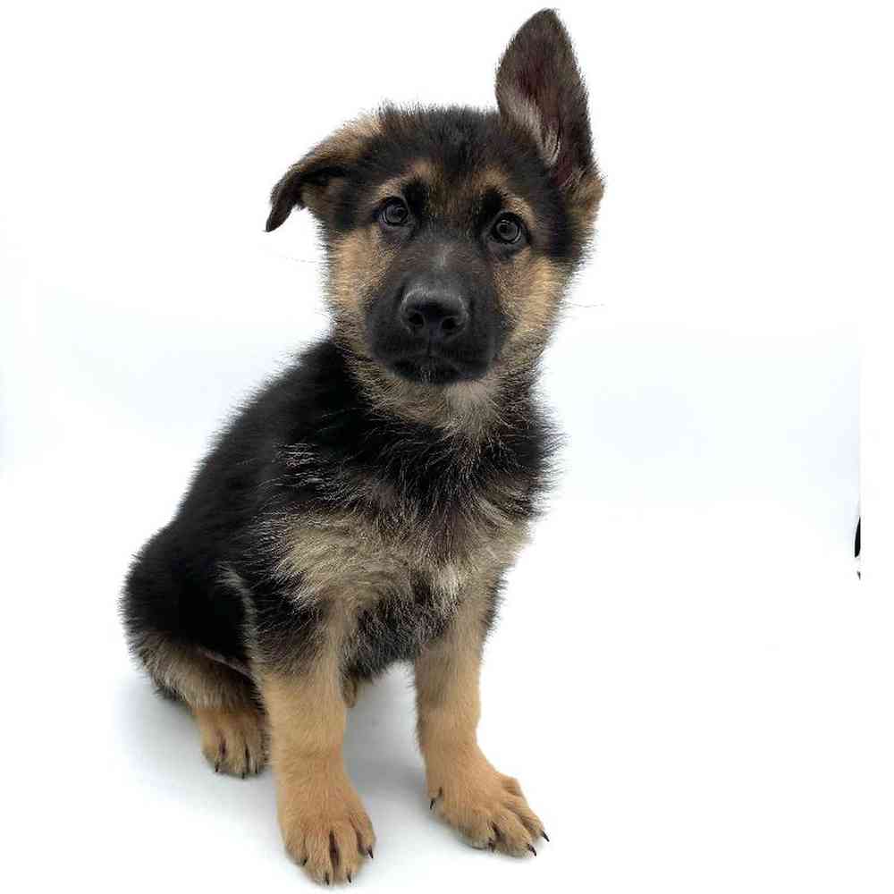 Male German Shepherd Puppy for Sale in Puyallup, WA