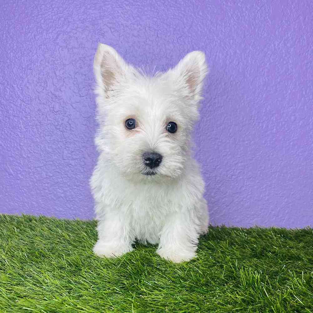 Female West Highland White Terrier Puppy for sale