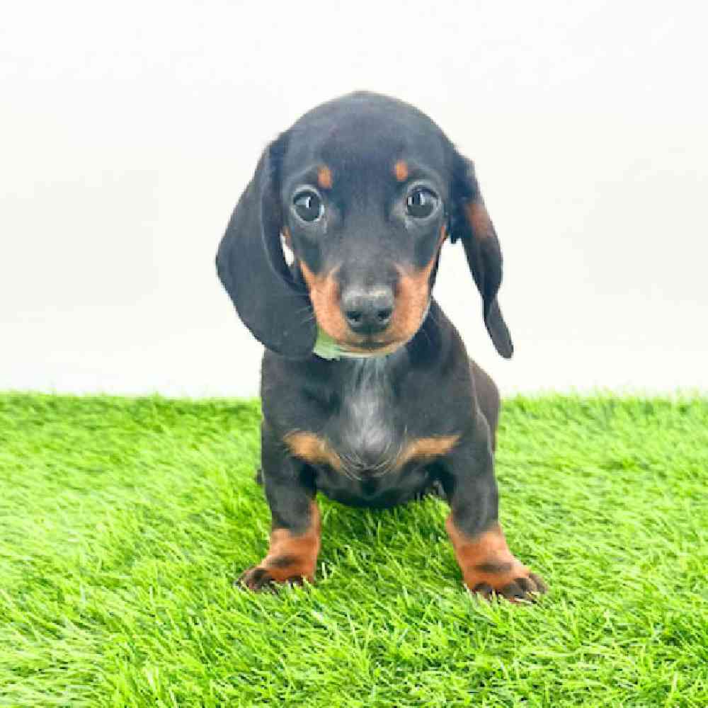 pet breed image