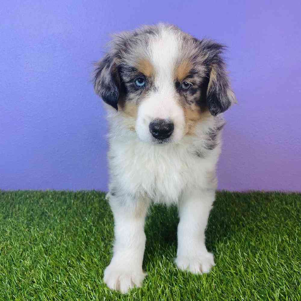 Male Mini Aussie Puppy for sale