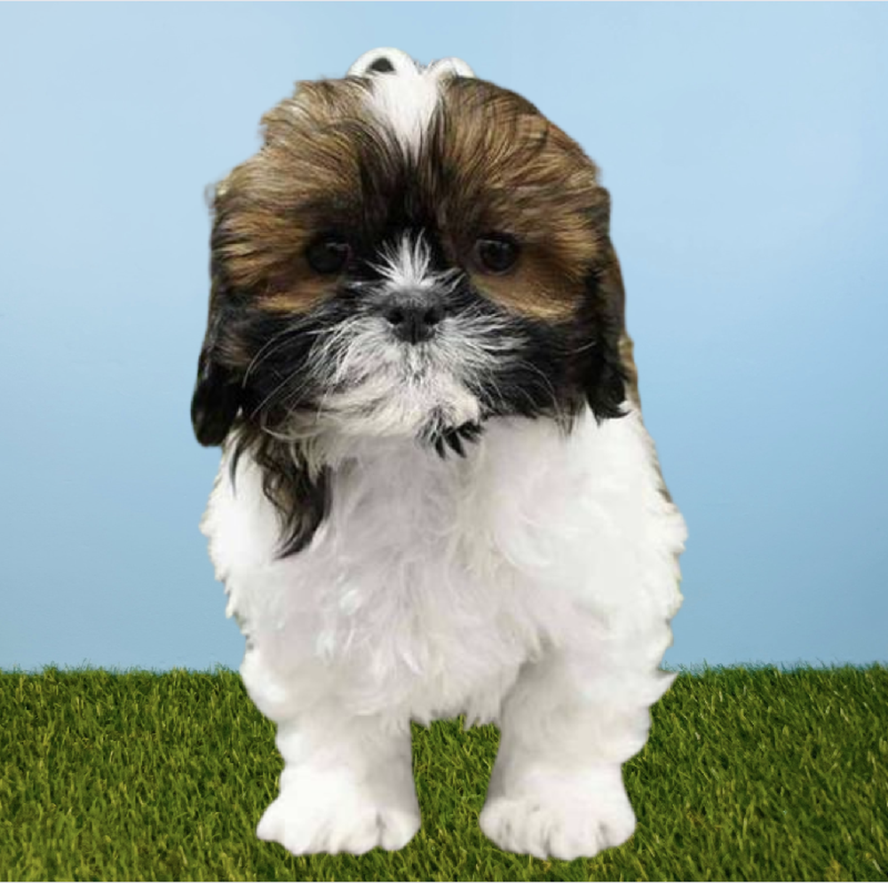 Female Shih Tzu Puppy for Sale in Tolleson, AZ