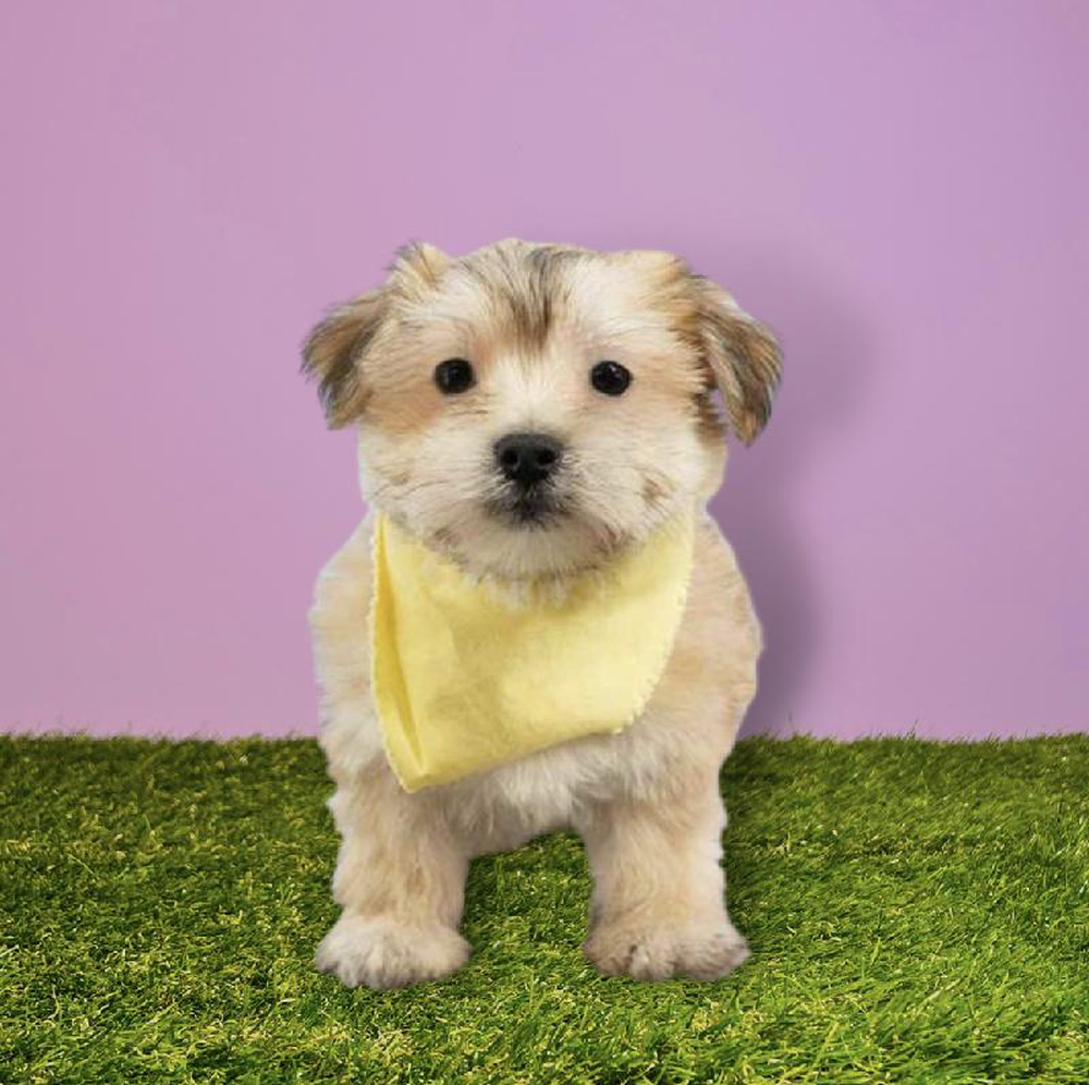 Male Morkie Puppy for sale