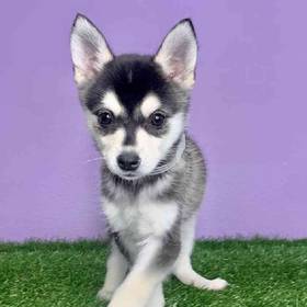 Alaskan Klee Kai