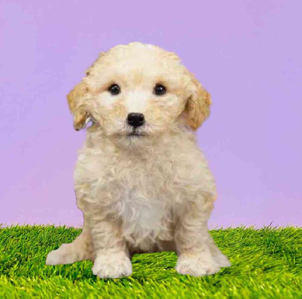 2nd Gen Mini Goldendoodle