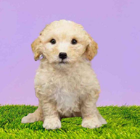 Available Puppies For Sale Puppyland Washington