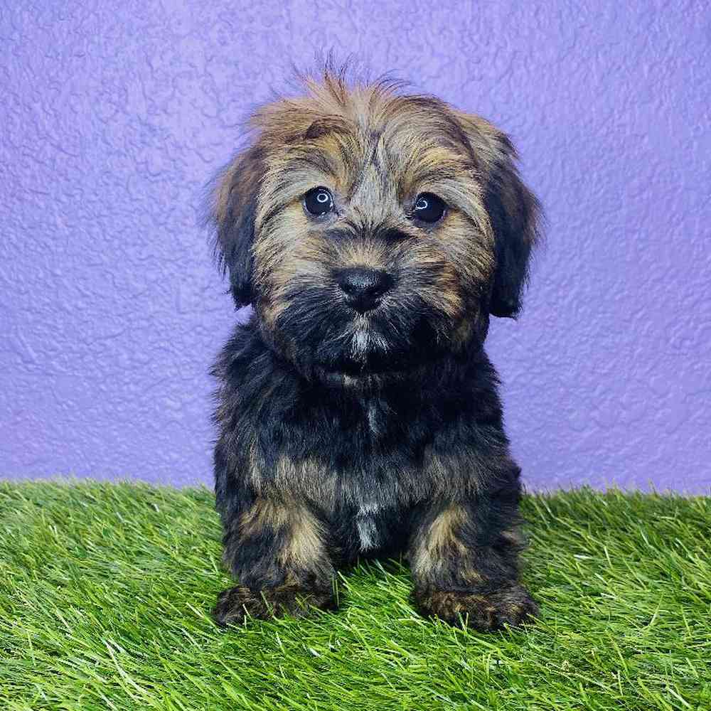 Female Havanese/Dachshund Puppy for sale