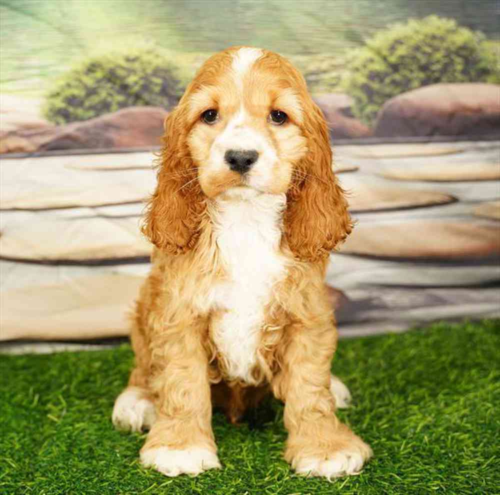 pet breed image