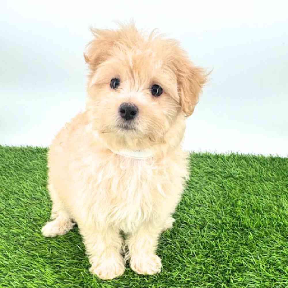 pet breed image