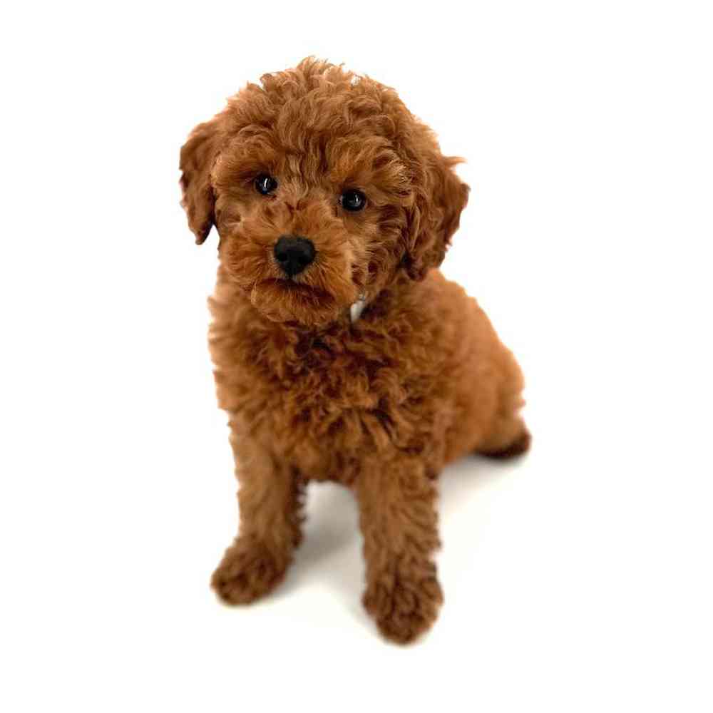 Male Poodle Puppy for Sale in Puyallup, WA