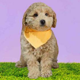 Poodle