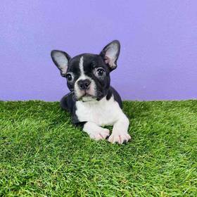 Frenchton