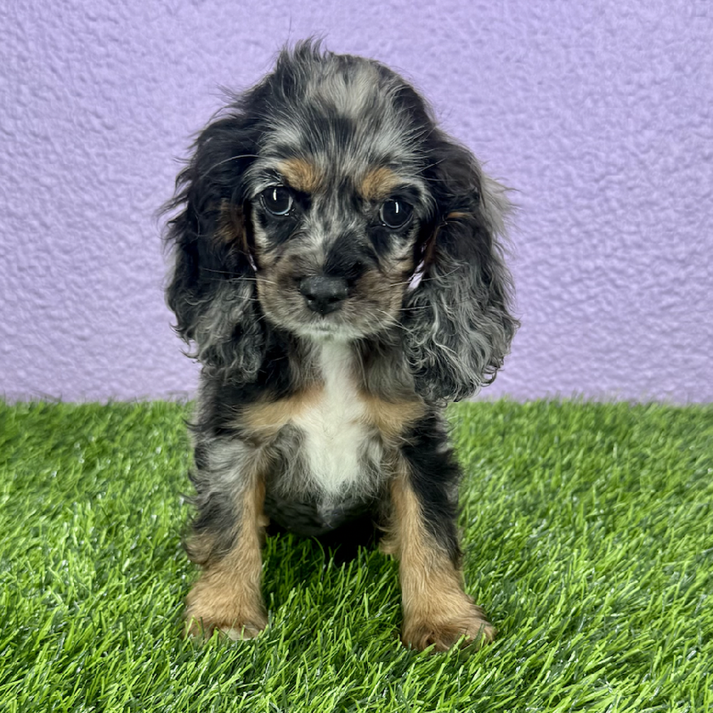 pet breed image