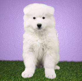 Samoyed