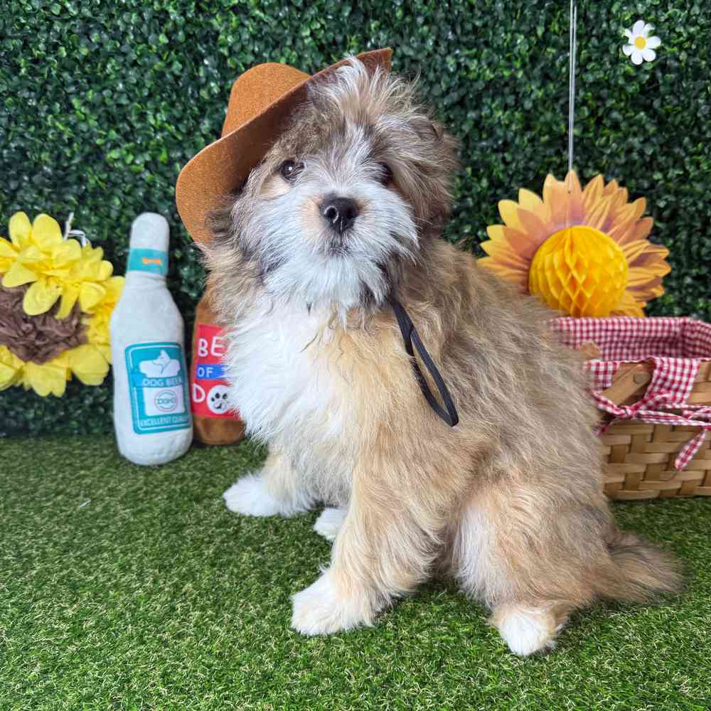 carousel pet images