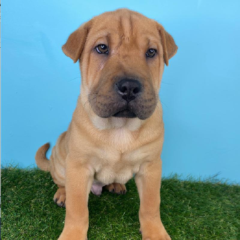 Male Shar Pei/Puggle Puppy for sale