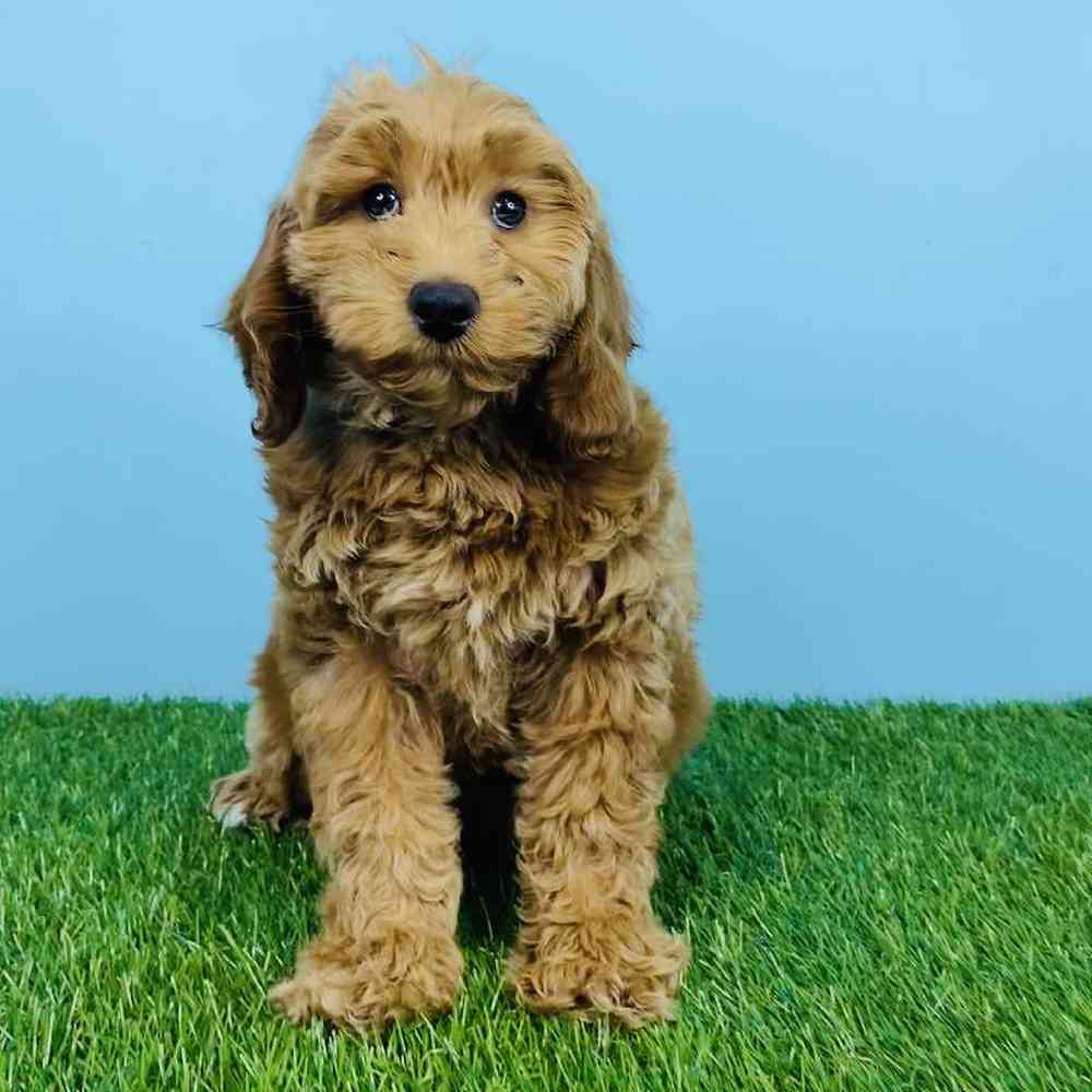 Male 2nd Gen Mini Goldendoodle Puppy for sale