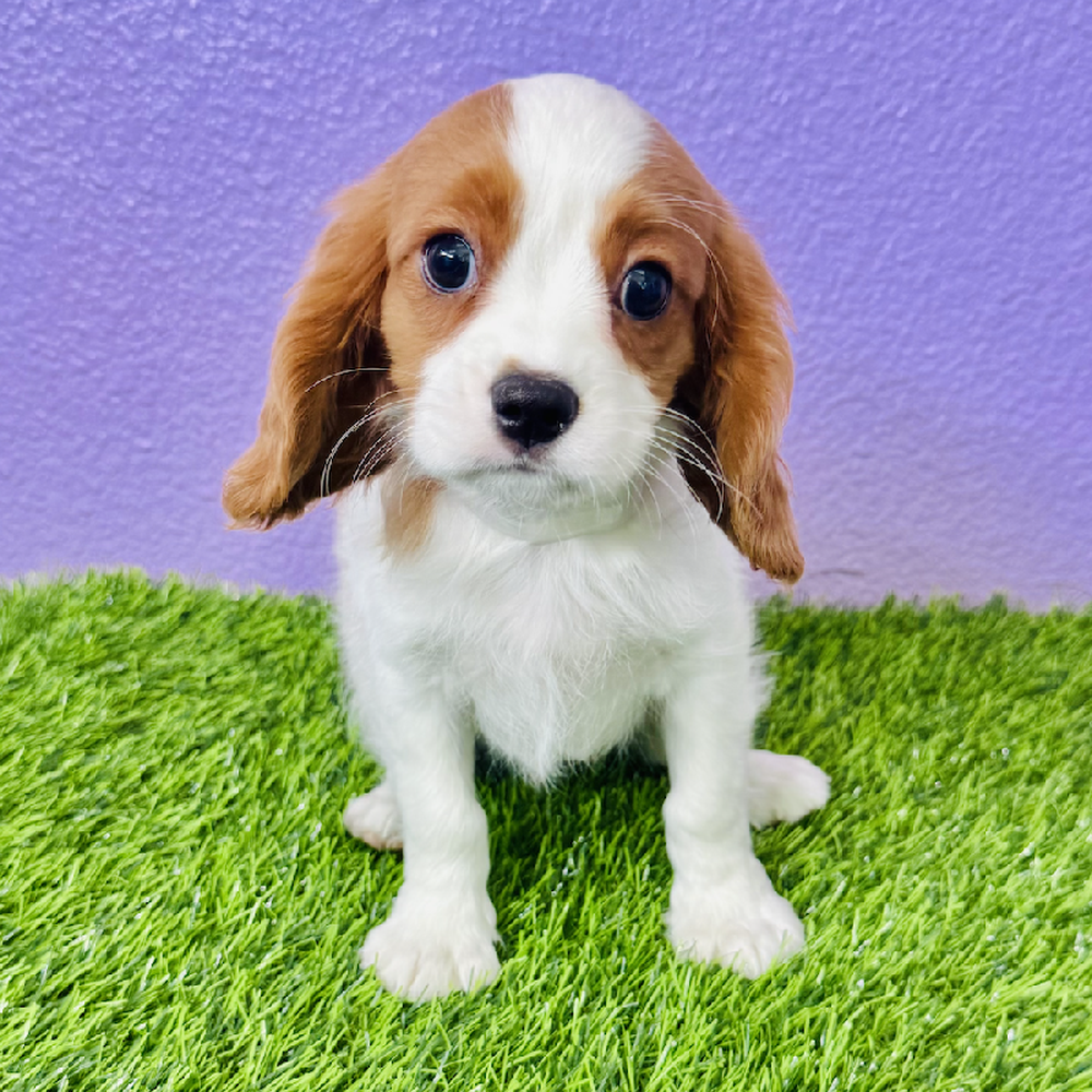 pet breed image