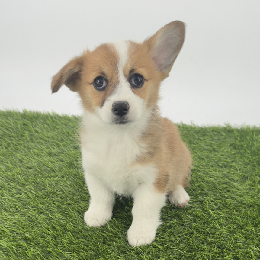 pet breed image