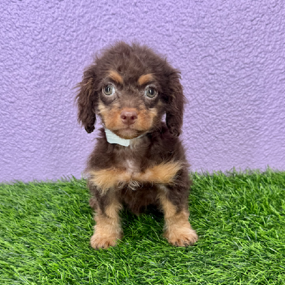 pet breed image