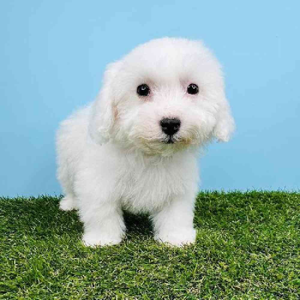 Female Bichon Puppy for sale