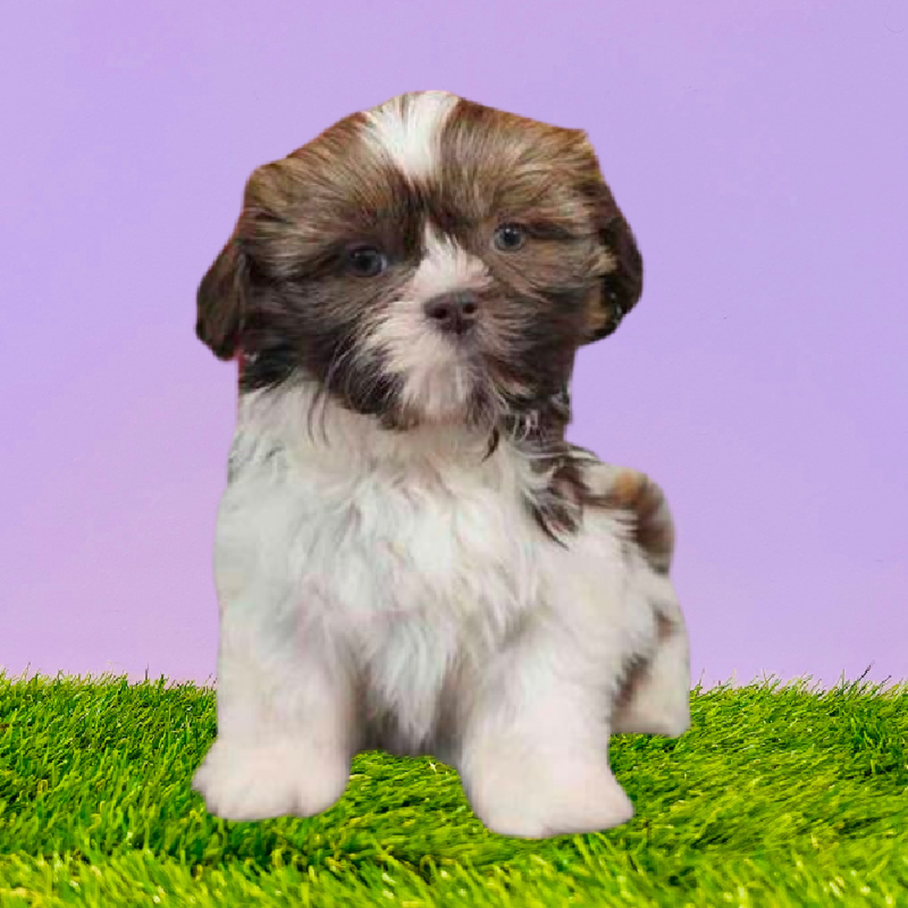 Shih Tzu