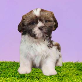 Shih Tzu
