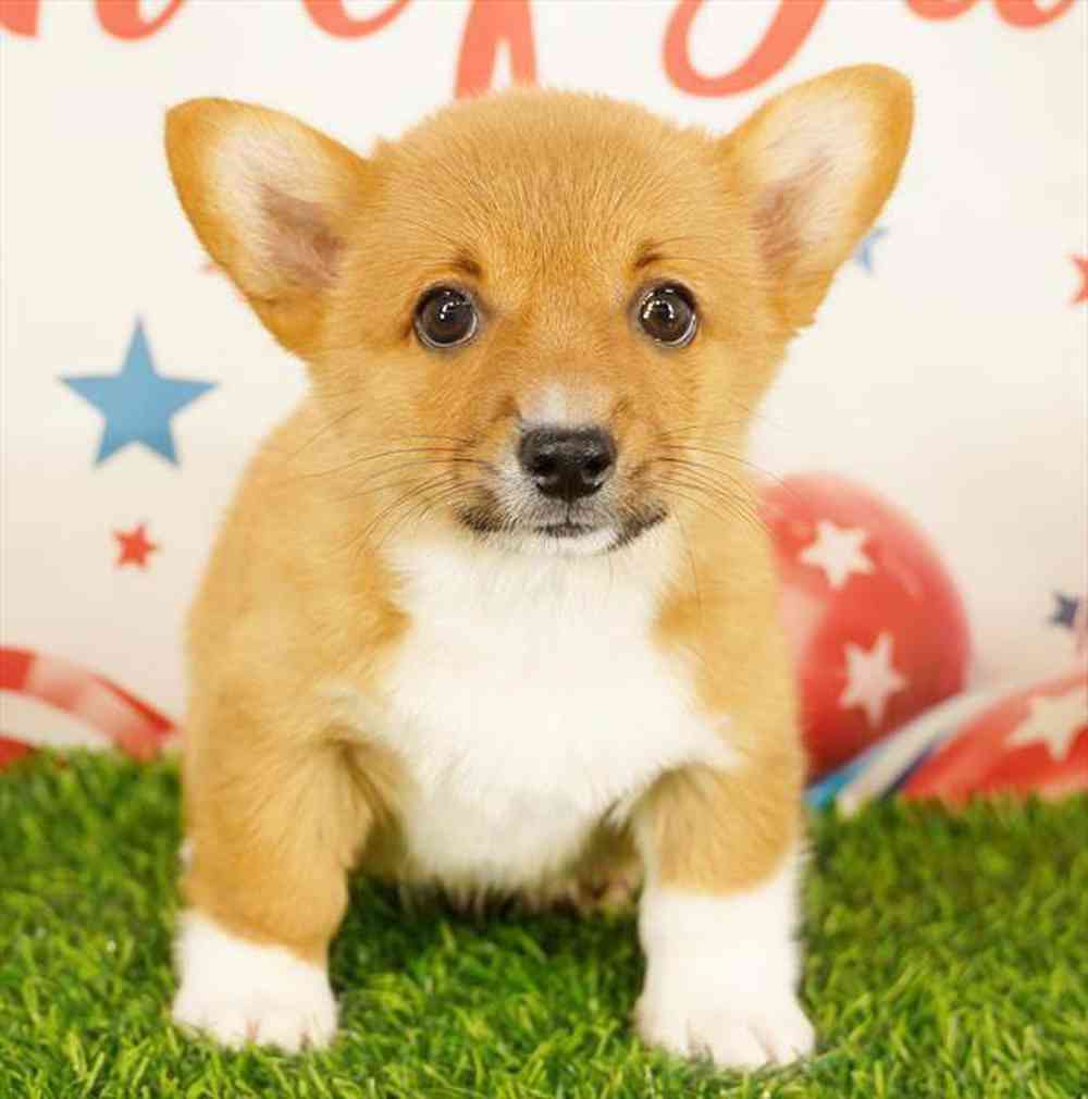 pet breed image