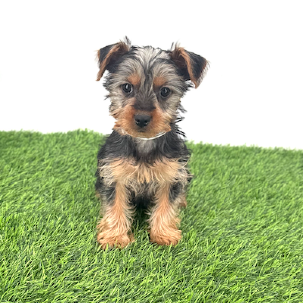 pet breed image