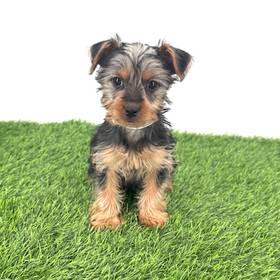 Yorkie