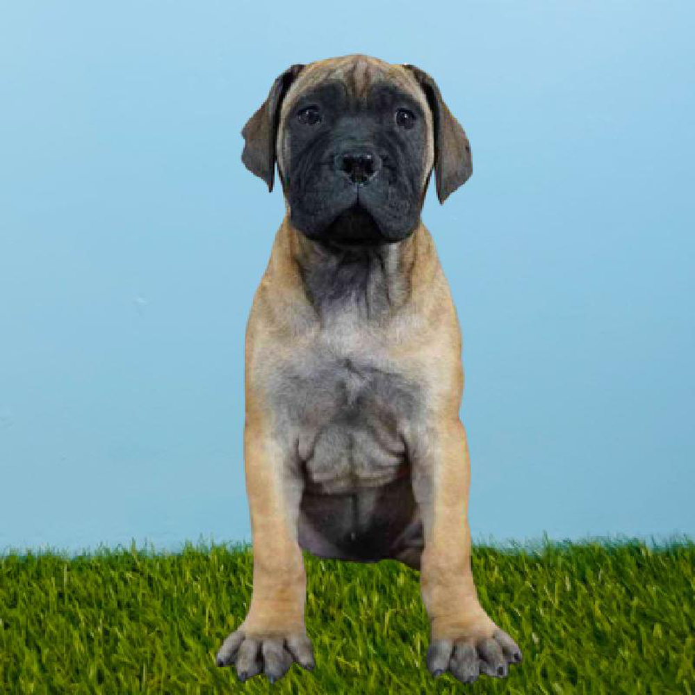 Female Bullmastiff Puppy for sale